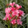 Pink Oleander Live Plant - Evergreen Shrub, 4-6 Inch Tall Pink Oleander Live Plant - Evergreen Shrub, 4-6 Inch Tall - Image 1