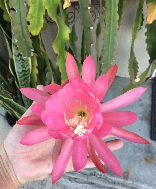 Pink Orchid Cactus Live Plant – 12-inch Height – 4-inch Pot – Indoor & Outdoor - Image 2