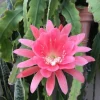 Pink Orchid Cactus Live Plant – 12-inch Height – 4-inch Pot – Indoor & Outdoor - Image 1