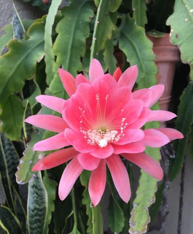 Pink Orchid Cactus Live Plant – 12-inch Height – 4-inch Pot – Indoor & Outdoor - Image 1