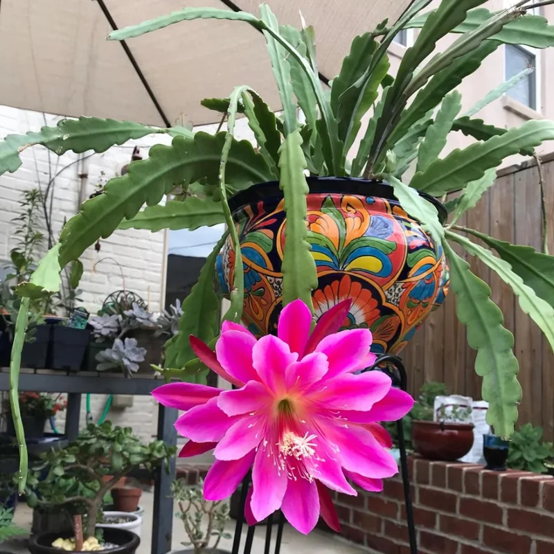 Pink Orchid Cactus Live Plant – Epiphyllum – Vibrant Pink Flowers – Indoor/Sheltered Outdoor Pink Orchid Cactus Live Plant – Epiphyllum – Vibrant Pink Flowers – Indoor/Sheltered Outdoor - Image 2