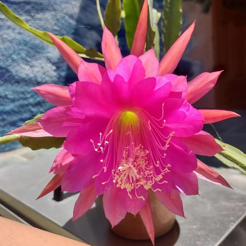 Pink Orchid Cactus Live Plant – Epiphyllum – Vibrant Pink Flowers Pink Orchid Cactus Live Plant – Epiphyllum – Vibrant Pink Flowers - Image 3