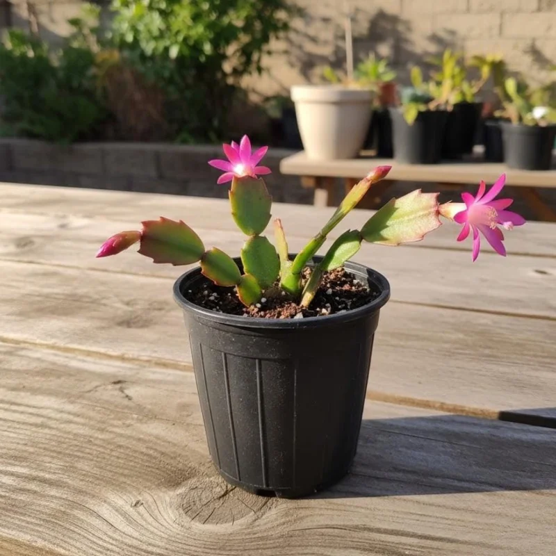 Pink Orchid Cactus Live Plant – Epiphyllum – Vibrant Pink Flowers Pink Orchid Cactus Live Plant – Epiphyllum – Vibrant Pink Flowers - Image 4