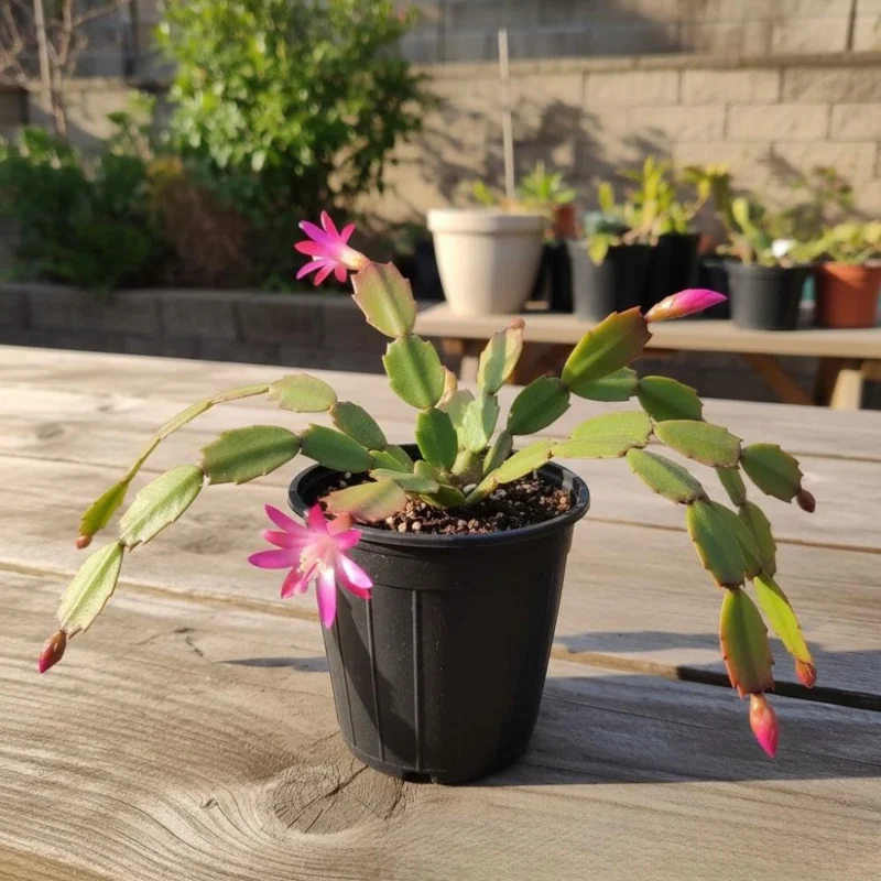 Pink Orchid Cactus Live Plant – Epiphyllum – Vibrant Pink Flowers – Indoor/Sheltered Outdoor Pink Orchid Cactus Live Plant – Epiphyllum – Vibrant Pink Flowers – Indoor/Sheltered Outdoor - Image 5