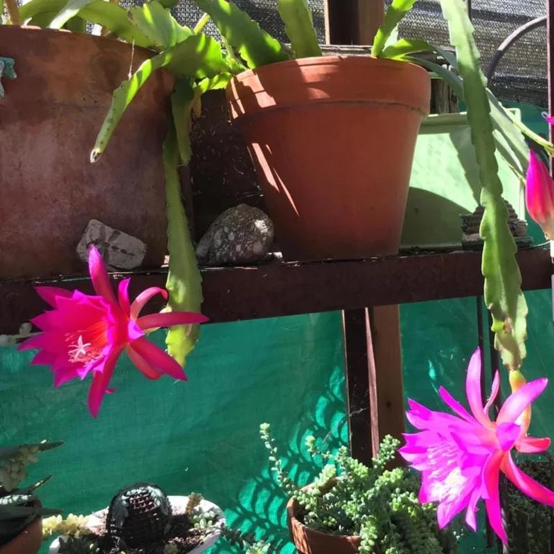 Pink Orchid Cactus Live Plant – Epiphyllum – Vibrant Pink Flowers Pink Orchid Cactus Live Plant – Epiphyllum – Vibrant Pink Flowers - Image 6