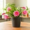 Pink Orchid Cactus Live Plant – Epiphyllum – Vibrant Pink Flowers – Indoor/Sheltered Outdoor - Image 1