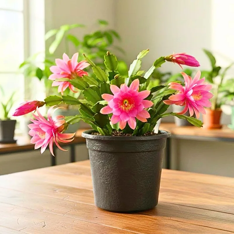 Pink Orchid Cactus Live Plant – Epiphyllum – Vibrant Pink Flowers – Indoor/Sheltered Outdoor Pink Orchid Cactus Live Plant – Epiphyllum – Vibrant Pink Flowers – Indoor/Sheltered Outdoor - Image 1