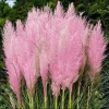 Pink Pampas Grass Live Plant – Cortaderia Selloana Ornamental Grass, 4-6 Inch Tall Pink Pampas Grass Live Plant – Cortaderia Selloana Ornamental Grass, 4-6 Inch Tall - Image 1