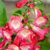 Pink Penstemon Hartwegii Seeds - 100 Count, Perennial Flower Seeds for Outdoor Gardens - Image 1