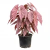 Pink Polka Dot Begonia Live Plant – Starter Houseplant – Indoor & Outdoor Foliage – 4-8 Inches Tall - Image 1