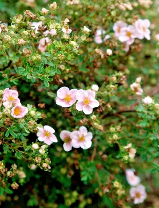Pink Potentilla fruticosa Live Plant - Shrubby Cinquefoil - Hardy Deciduous Shrub - 6 Inch Tall - Image 2