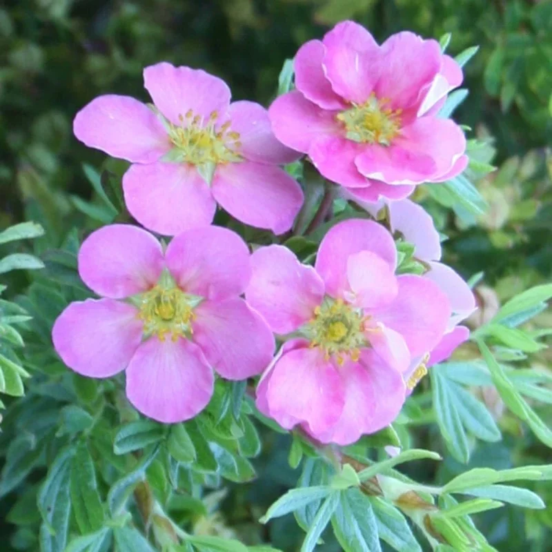 Pink Potentilla fruticosa Live Plant - Shrubby Cinquefoil - Hardy Deciduous Shrub - 6 Inch Tall - Image 1