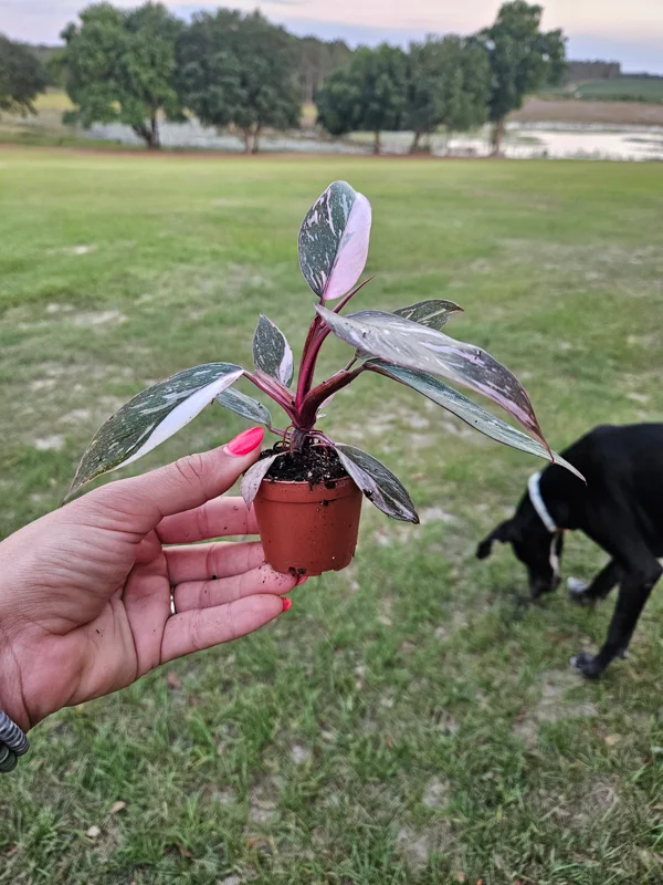 Pink Princess Galaxy Philodendron Live Plant – 2 Inch Pot – Variegated Indoor - Image 2