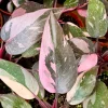 Pink Princess Philodendron Live Plant - 4 Inch Pot - Variegated Tropical Houseplant - Image 1