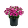 Pink Purple Dianthus Live Plant – Perennial Flowers, 4-8 Inch Tall, Indoor/Outdoor - Image 1