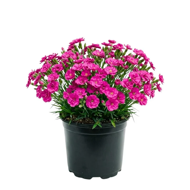 Pink Purple Dianthus Live Plant – Perennial Flowers, 4-8 Inch Tall, Indoor/Outdoor - Image 1