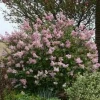 Pink Reblooming Lilac Plant - Fragrant Syringa Flower Shrub - 5-7 Inch Tall - Image 1