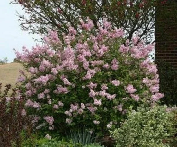 Pink Reblooming Lilac Plant - Fragrant Syringa Flower Shrub - 5-7 Inch Tall - Image 1