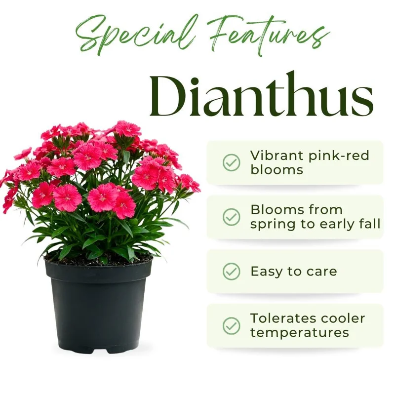 Pink Red Dianthus Live Plant, 4-8 Inch Tall, Perennial Flowers for Outdoor Garden - Image 2