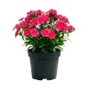 Pink Red Dianthus Live Plant, 4-8 Inch Tall, Perennial Flowers for Outdoor Garden - Image 1