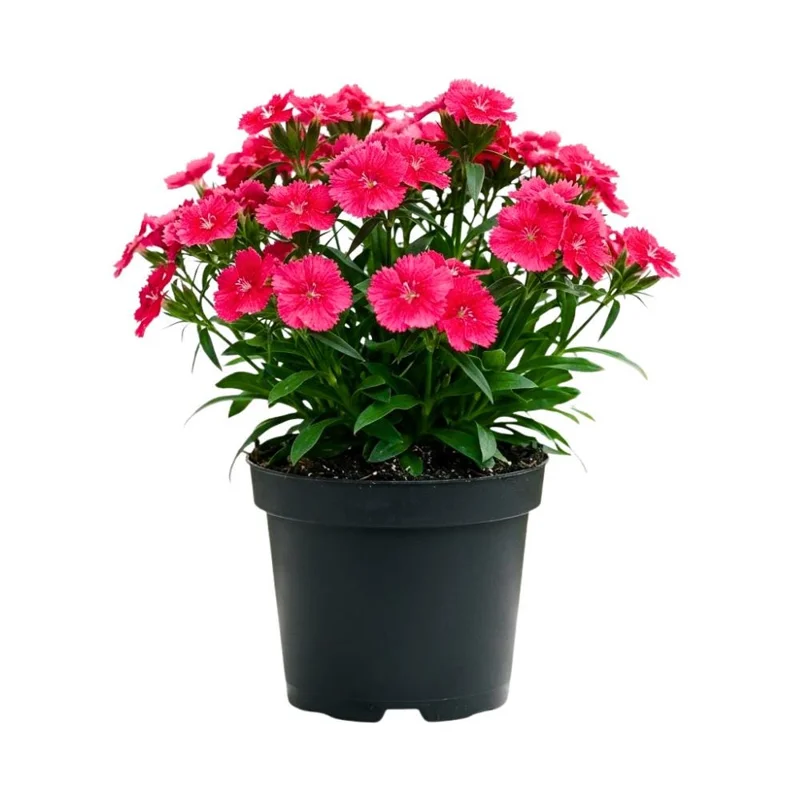 Pink Red Dianthus Live Plant, 4-8 Inch Tall, Perennial Flowers for Outdoor Garden - Image 1