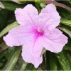 Pink Ruellia Live Starter Plant, 2-Pack, Mexican Petunia, 4-9 Inch Tall - Image 1