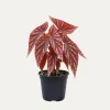 Pink Spot Begonia Live Plant 4-7 Inch - Colorful Foliage Houseplant Pink Spot Begonia Live Plant 4-7 Inch - Colorful Foliage Houseplant - Image 1