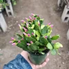 Pink Spring Cactus Live Plant – Rhipsalidopsis gaertneri – Easter Cactus – 2in or 4in Pot – Indoor - Image 1