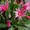 Pink Thanksgiving Cactus Live Plant – 6 Inch Pot – 8 Inch Tall – Indoor Succulent - Image 1