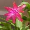 Pink Thanksgiving Cactus Live Plant – 7 Inch Tall in 2 Inch Pot – Indoor Succulent Pink Thanksgiving Cactus Live Plant – 7 Inch Tall in 2 Inch Pot – Indoor Succulent - Image 1