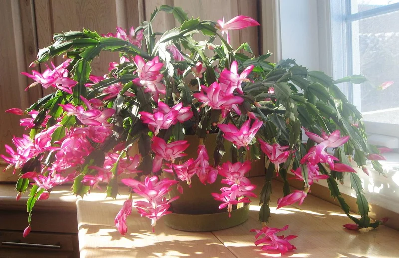 Pink Thanksgiving Cactus Live Plant – 8 Inch Tall in 4 Inch Pot – Indoor Succulent Pink Thanksgiving Cactus Live Plant – 8 Inch Tall in 4 Inch Pot – Indoor Succulent - Image 10