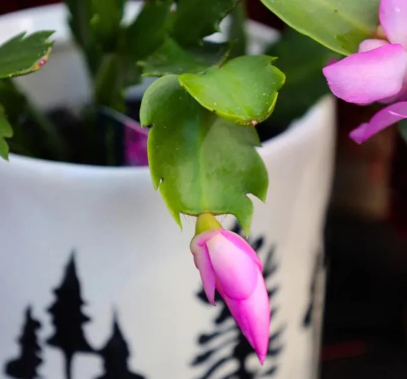 Pink Thanksgiving Cactus Live Plant – 8 Inch Tall in 4 Inch Pot – Indoor Succulent Pink Thanksgiving Cactus Live Plant – 8 Inch Tall in 4 Inch Pot – Indoor Succulent - Image 2