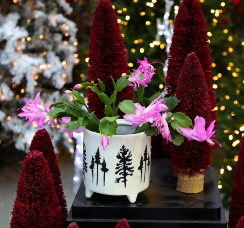 Pink Thanksgiving Cactus Live Plant – 8 Inch Tall in 4 Inch Pot – Indoor Succulent Pink Thanksgiving Cactus Live Plant – 8 Inch Tall in 4 Inch Pot – Indoor Succulent - Image 1