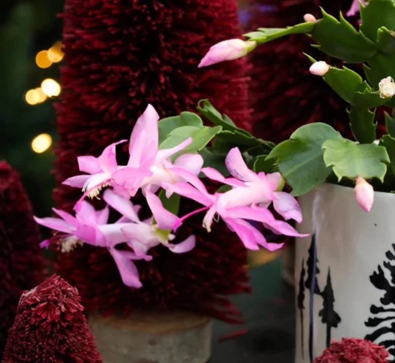 Pink Thanksgiving Cactus Live Plant – 8 Inch Tall in 4 Inch Pot – Indoor Succulent Pink Thanksgiving Cactus Live Plant – 8 Inch Tall in 4 Inch Pot – Indoor Succulent - Image 3