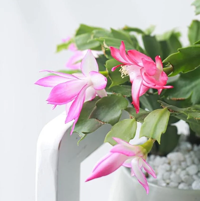 Pink Thanksgiving Cactus Live Plant – 8 Inch Tall in 4 Inch Pot – Indoor Succulent Pink Thanksgiving Cactus Live Plant – 8 Inch Tall in 4 Inch Pot – Indoor Succulent - Image 4