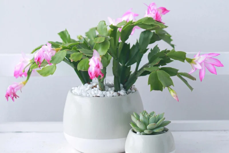 Pink Thanksgiving Cactus Live Plant – 8 Inch Tall in 4 Inch Pot – Indoor Succulent Pink Thanksgiving Cactus Live Plant – 8 Inch Tall in 4 Inch Pot – Indoor Succulent - Image 5