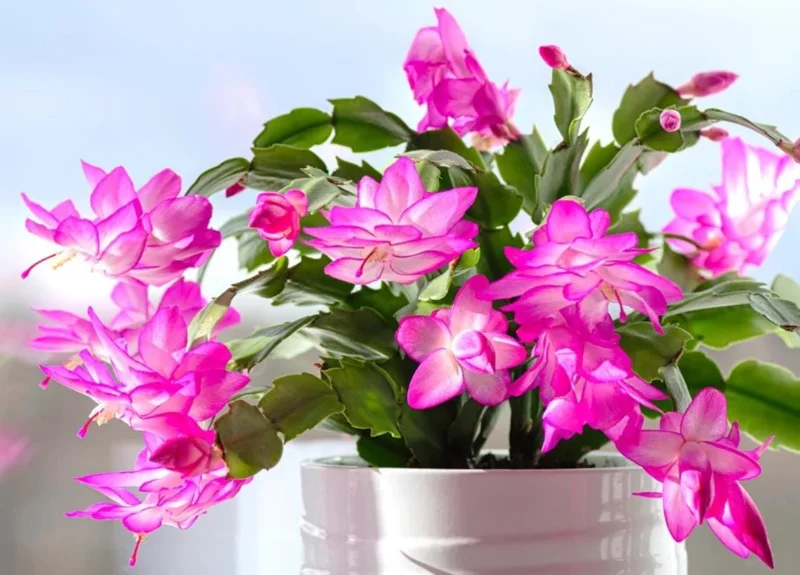 Pink Thanksgiving Cactus Live Plant – 8 Inch Tall in 4 Inch Pot – Indoor Succulent Pink Thanksgiving Cactus Live Plant – 8 Inch Tall in 4 Inch Pot – Indoor Succulent - Image 6