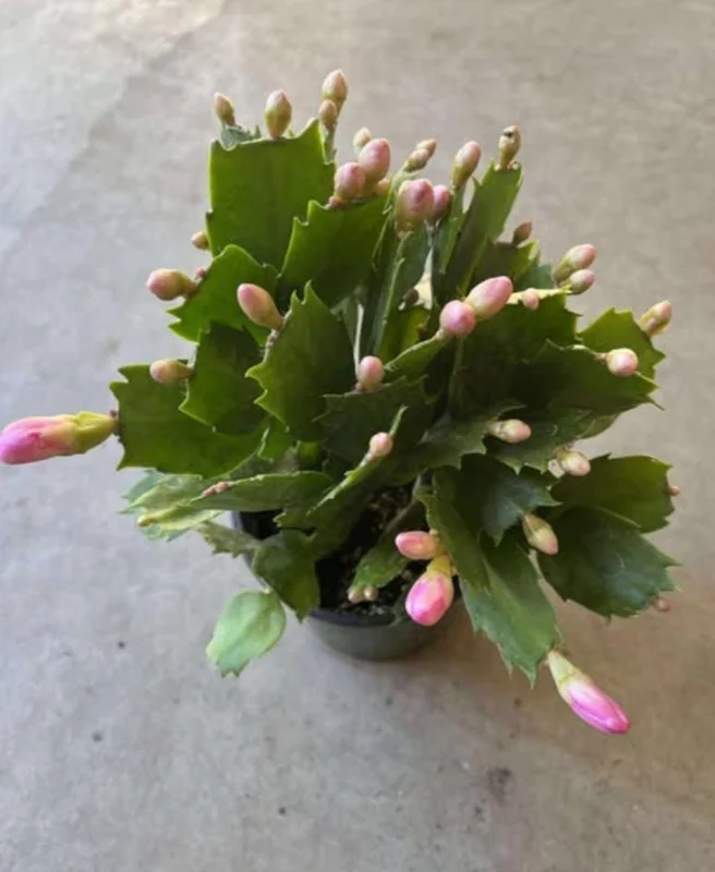 Pink Thanksgiving Cactus Live Plant – 8 Inch Tall in 4 Inch Pot – Indoor Succulent Pink Thanksgiving Cactus Live Plant – 8 Inch Tall in 4 Inch Pot – Indoor Succulent - Image 7
