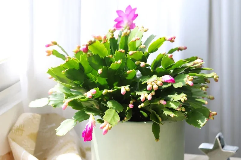 Pink Thanksgiving Cactus Live Plant – 8 Inch Tall in 4 Inch Pot – Indoor Succulent Pink Thanksgiving Cactus Live Plant – 8 Inch Tall in 4 Inch Pot – Indoor Succulent - Image 8
