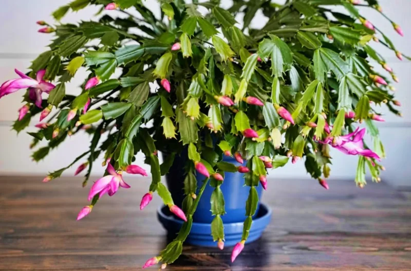 Pink Thanksgiving Cactus Live Plant – 8 Inch Tall in 4 Inch Pot – Indoor Succulent Pink Thanksgiving Cactus Live Plant – 8 Inch Tall in 4 Inch Pot – Indoor Succulent - Image 9