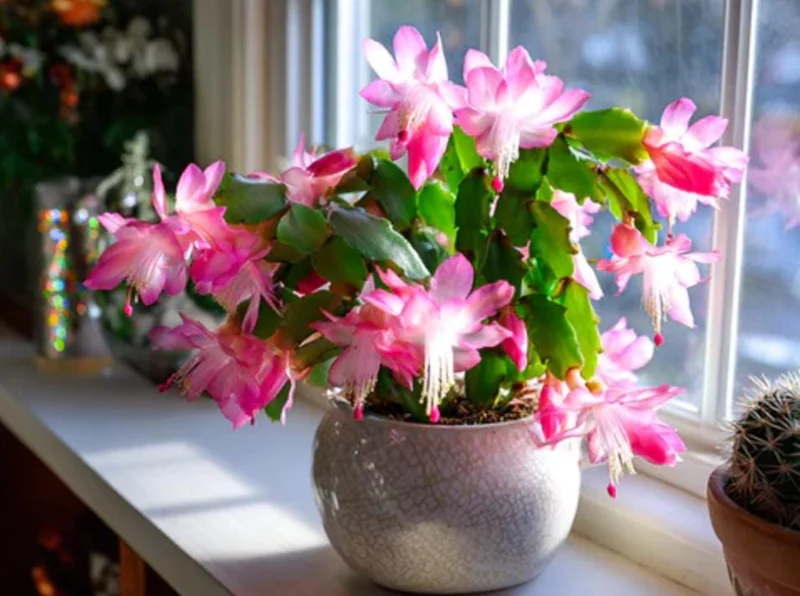 Pink Thanksgiving Cactus Live Plant – Zygocactus – 4" Pot – Indoor Blooming Succulent - Image 1