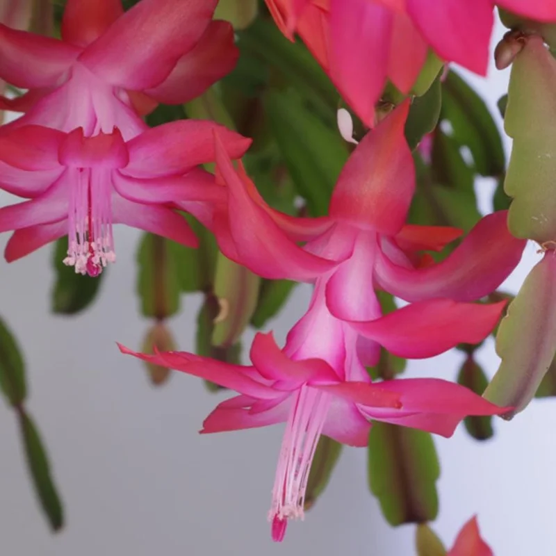 Pink Thanksgiving Cactus Live Plant – Zygocactus – 4" Pot – Indoor Blooming Succulent - Image 2