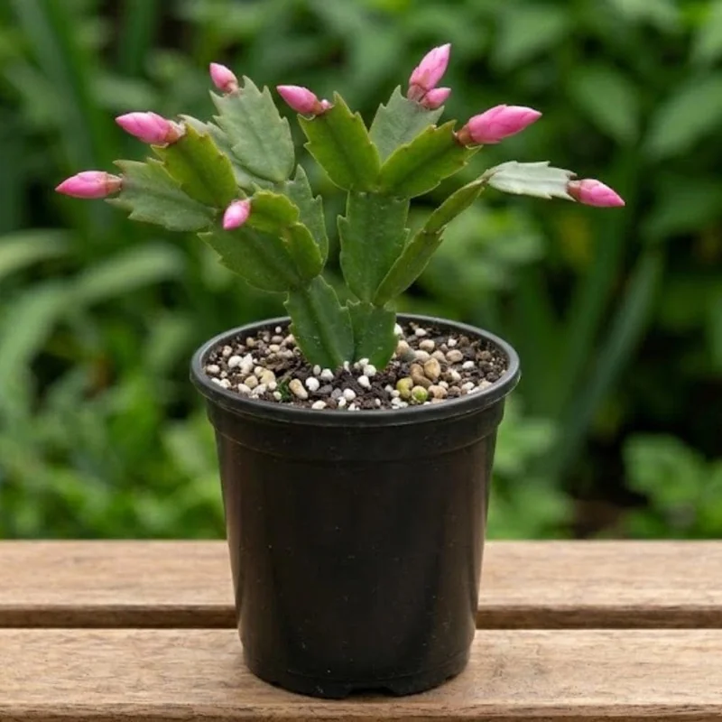 Pink Thanksgiving Cactus Live Plant – Zygocactus Houseplant – Pink Flower – 4 Inch Pot Pink Thanksgiving Cactus Live Plant – Zygocactus Houseplant – Pink Flower – 4 Inch Pot - Image 2