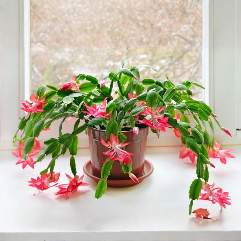 Pink Thanksgiving Cactus Live Plant – Zygocactus Houseplant – Pink Flower – 4 Inch Pot Pink Thanksgiving Cactus Live Plant – Zygocactus Houseplant – Pink Flower – 4 Inch Pot - Image 3