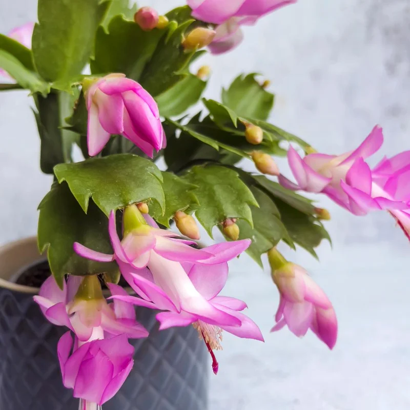 Pink Thanksgiving Cactus Live Plant – Zygocactus Houseplant – Pink Flower – 4 Inch Pot Pink Thanksgiving Cactus Live Plant – Zygocactus Houseplant – Pink Flower – 4 Inch Pot - Image 4