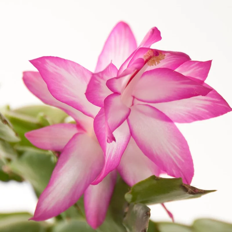 Pink Thanksgiving Cactus Live Plant – Zygocactus Houseplant – Pink Flower – 4 Inch Pot Pink Thanksgiving Cactus Live Plant – Zygocactus Houseplant – Pink Flower – 4 Inch Pot - Image 5