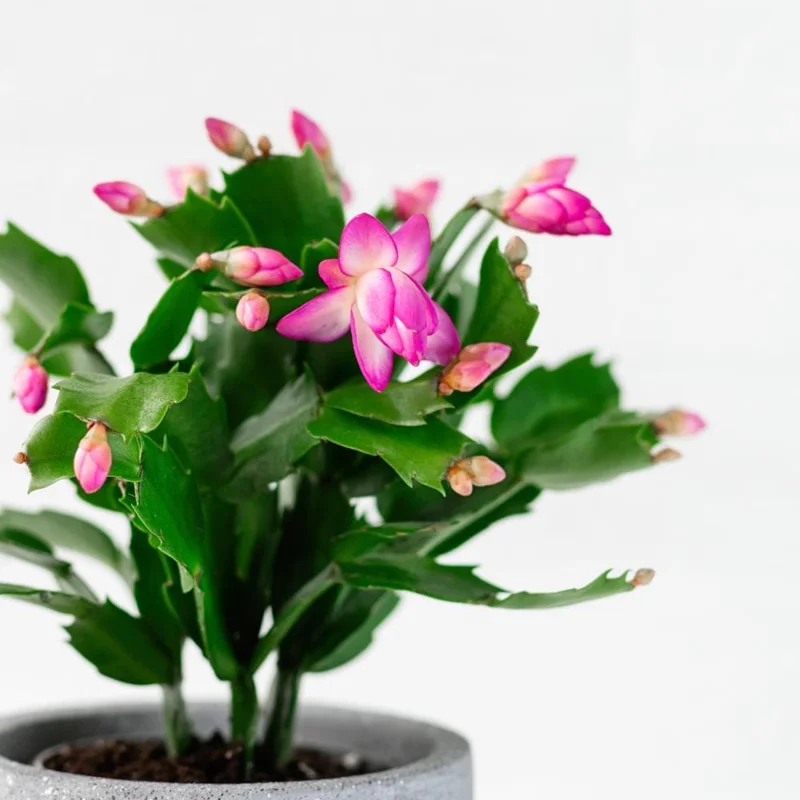 Pink Thanksgiving Cactus Live Plant – Zygocactus Houseplant – Pink Flower – 4 Inch Pot Pink Thanksgiving Cactus Live Plant – Zygocactus Houseplant – Pink Flower – 4 Inch Pot - Image 6