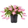 Pink Thanksgiving Cactus Live Plant – Zygocactus Houseplant – Pink Flower – 4 Inch Pot - Image 1