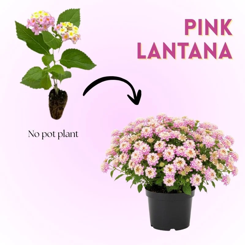 Pink to Yellow Lantana Live Plant Set of 2 – 6-10 Inches Tall Outdoor Flower - Image 2