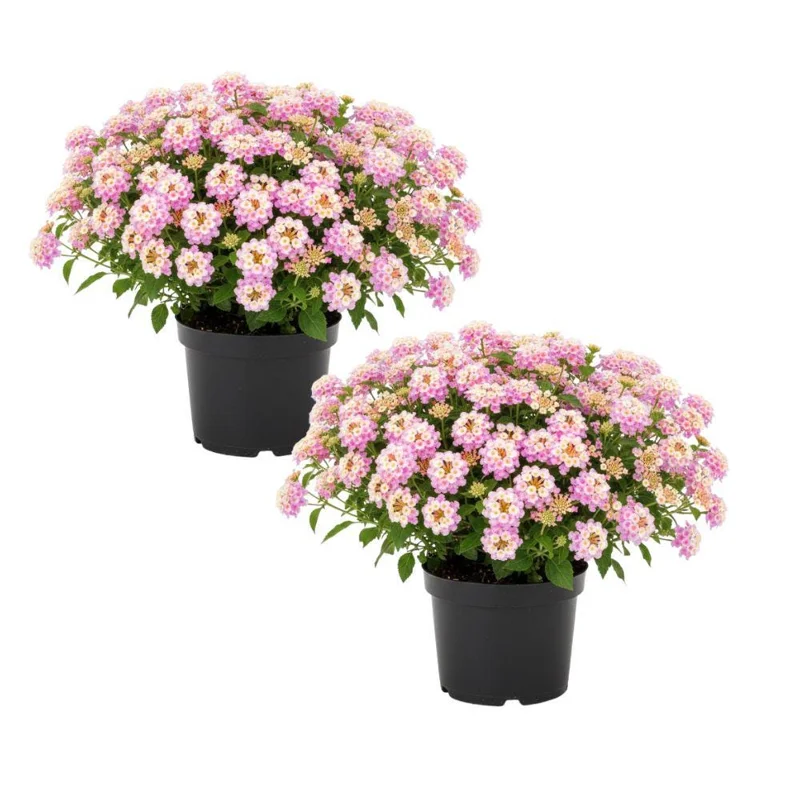 Pink to Yellow Lantana Live Plant Set of 2 – 6-10 Inches Tall Outdoor Flower - Image 1